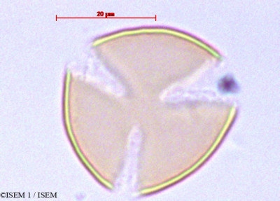 ISEM 1/Corynaea_crassa_29068/Corynaea_crassa_29068_0001(copy)_thumb.jpg